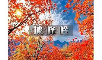 1日｜爬山虎•坡峰岭｜国家地理推荐の2023最火红叶观赏地-6公里环形赏红叶栈道漫步红色海洋