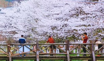 相约宛委山古道，徜徉最美樱花林，探秘天竺胜地（上海出发1天活动）