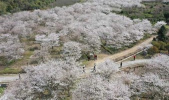 相约曹娥江畔的最美樱花谷，沐浴十里春风（上海1天活动）