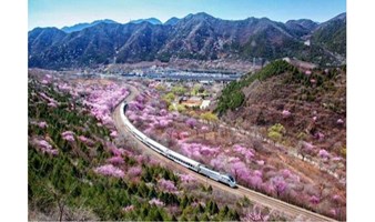 春花绚烂，莫负花期！居庸关长城山桃花花期来袭！（可直接报名参加）