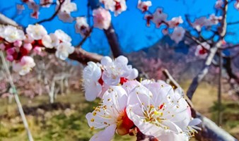 京郊小千岛湖 周末1日平谷桃花+金海湖游船 -人间最美四月天-春风十里看桃花