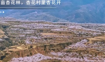 周末1日黄土高坡 万亩杏花 黄土高坡上绽放 黄土坡11公里环穿