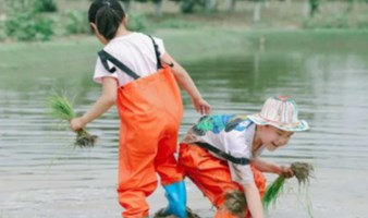 稻田插秧摸龙虾｜ 北京亲子游采蔬菜、赠送植物盲盒、志愿北京2小时三元农场稻田农耕节