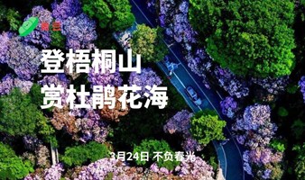 登梧桐山，赏杜鹃花海