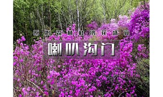 1日｜又见•喇叭沟门｜高山杜鹃花海の穿越原始白桦林 休闲踏青赏花活动