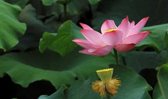 步入藕花深处，赏江南最大的荷花花海，逛吃千年水乡古镇-锦溪古镇（上海出发1天活动）