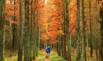 【赏秋】长乐林场秋色正浓，一起走甘岭水库，探寻最美红杉林（1天）