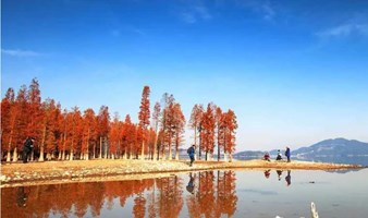 【周末】探四明湖水杉，看醉美观景平台，走羊额岭古道（上海1天活动）