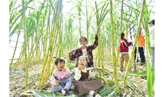 大地冬藏节 北京亲子游 灌香肠，采甘蔗，收白菜萝卜，小树涂白...公益时长2h~