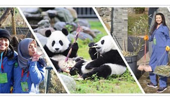 3.9周日｜成都双语熊猫志愿者—一次与熊猫亲密接触的机会 Chengdu Bilingual Panda Volunteer Day— An intimate encounter with panda