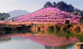 【周末踏青】深入奉化十里桃花花海，徒步风景优美的古道（上海出发1天活动）