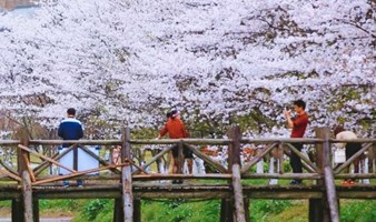 相约宛委山古道，徜徉最美樱花林，探秘天竺胜地（上海出发1天活动）